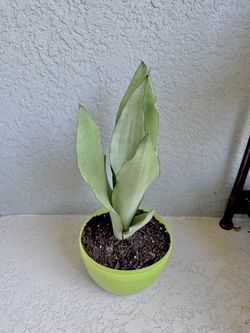 Sansevieria moonshine plant