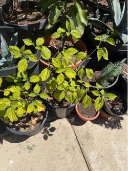Chill tree habanero
