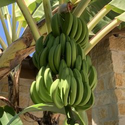Banana Plants For Sale
