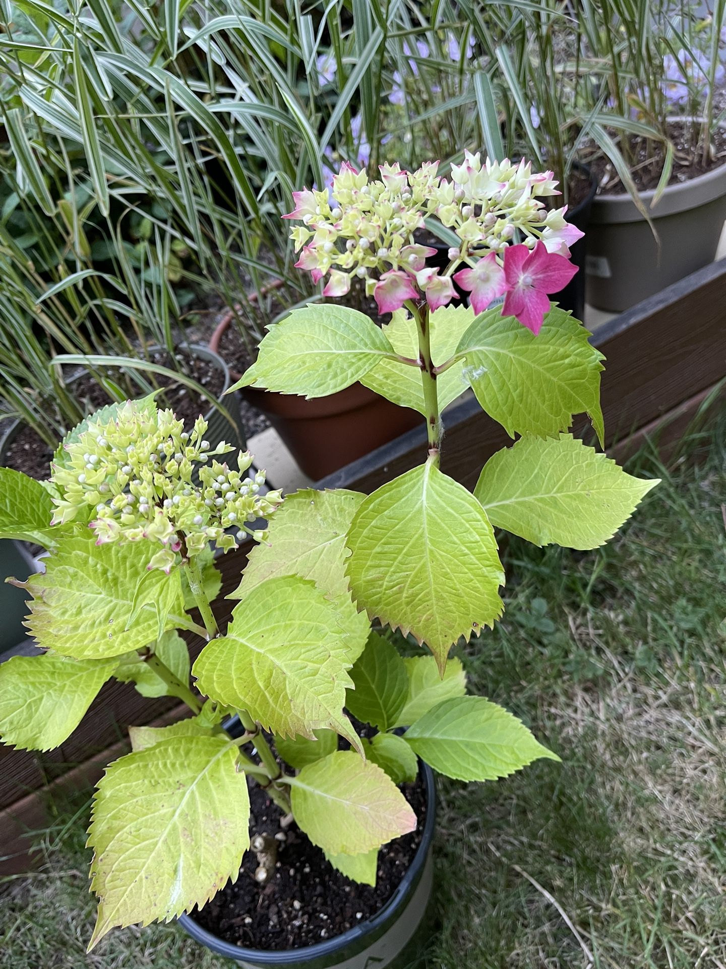 Well Established Blooming Hydrangea Beautiful Perennial Plant.