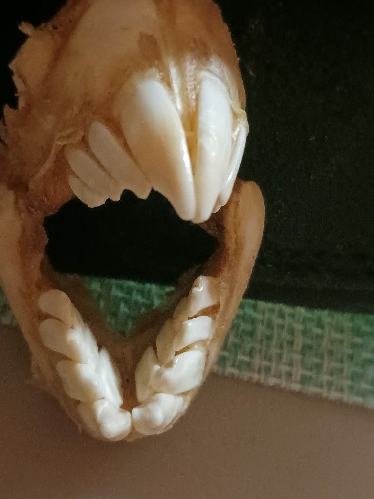 Sheep Head