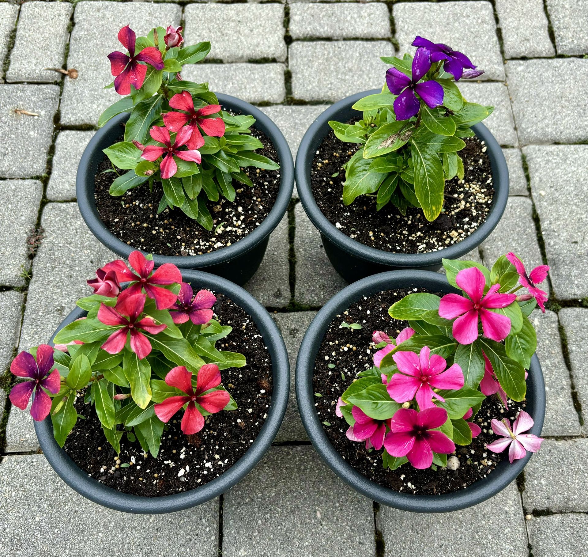 Colorful Vincas in 8" Decorative Pots