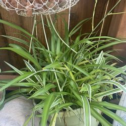 Large Beautiful Spider Plant In Green Hanging Pot 