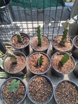 Dragonfruit Plants