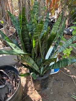Plant