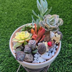 Tricycle Plant Stand With Succulents