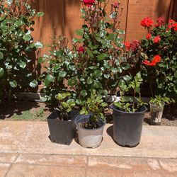 Red Rose Plants In A Pot