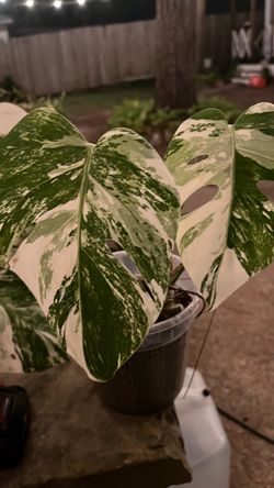 Monstera albo