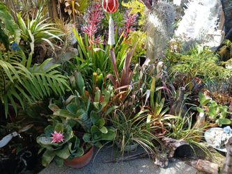 Bromeliads