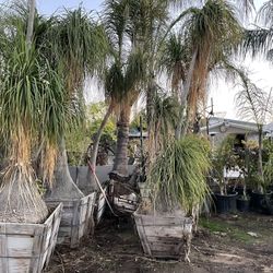 Tomorrow A Great Day To Buy Palms! All day Long!