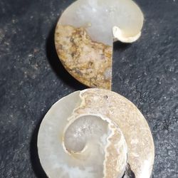Fossil Snail Cabochons