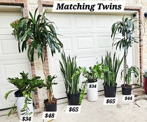 Dracaena Trees Zz Plants Huge Snake Plants 