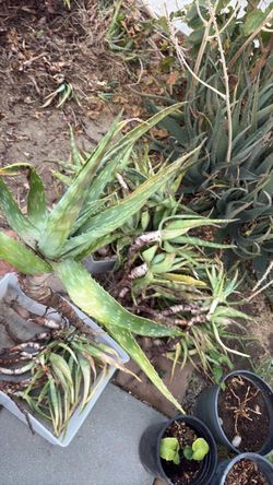 Aloe $0.25/1/2/3