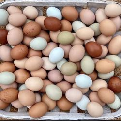 Fresh  Chicken Eggs Available