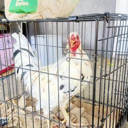 Chicken Up For Sale!!! 