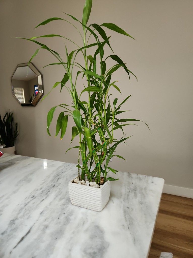 House Plant