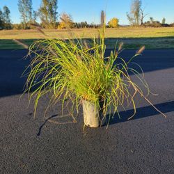 Moudry Fountain Grass $15 Each