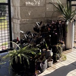 Cheap Plants