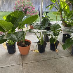 Elephant Ear Plants 