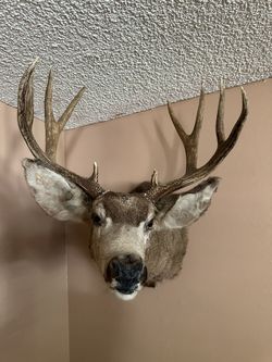 Cabezas De Venado