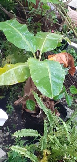 Banana Plant