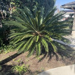Sago Palm