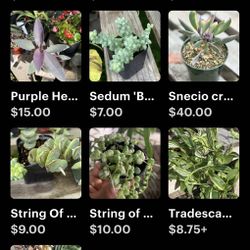 Plants And Plants In Decor 