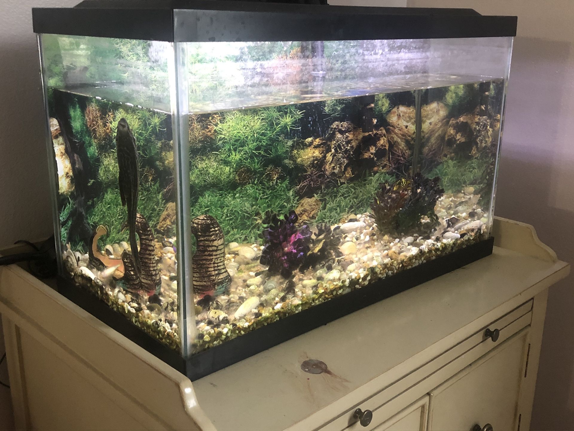 10 Gal. Fish tank