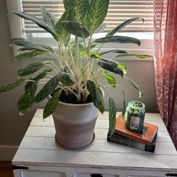 Large Healthy Houseplant 