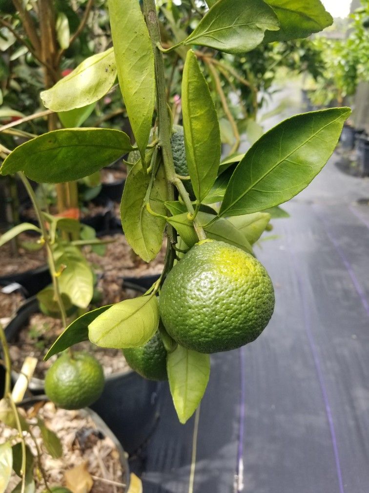 Grafted Citrus Trees • Accepting EBT/SNAP • Delivery & Install