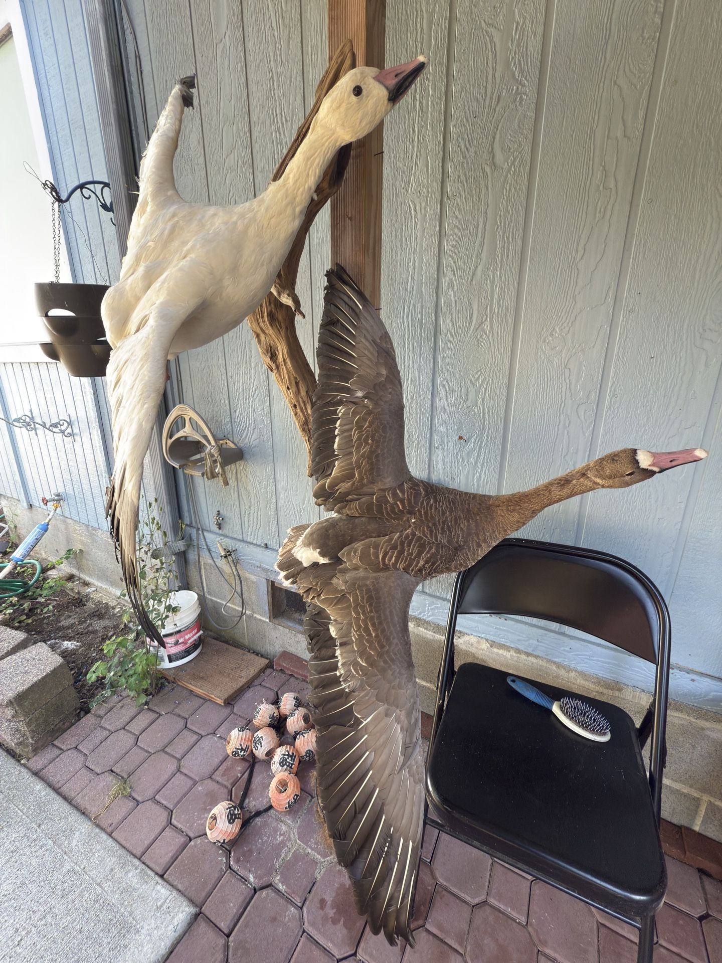 Wild Goose Taxidermy