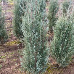 Juniper’s Blue Arrow 