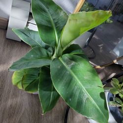 18" Banana Plant