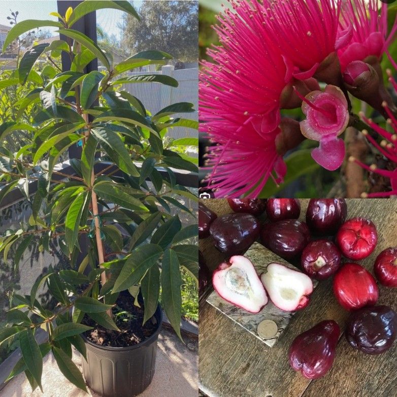 Pomerac,ethioty Jamaican Malay Apple Trees In 7gal Arboles De Pomarosa 7gall