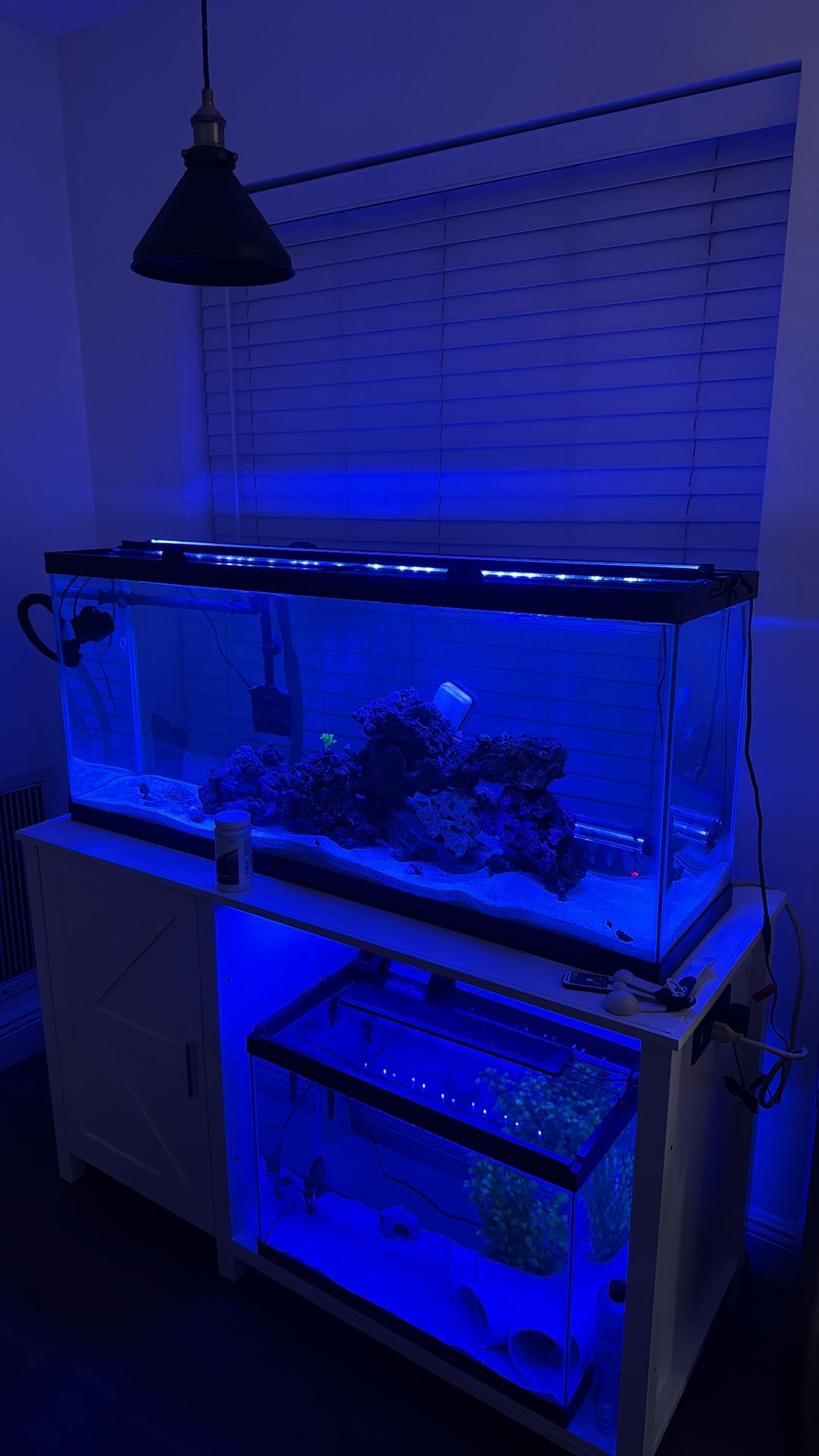 55 Gallon Aquarium Fully Loaded