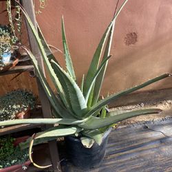 Aloe Plant