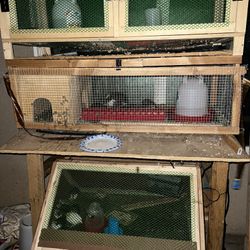 Quail Cage