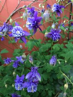 Aquilegia Pink And Purple Perennial Plants Attract Hummingbirds. Please See All Pics. Every Year The Bush Becomes Bigger.