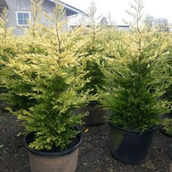 Gold Rider Leyland Cypress Trees For Sale 