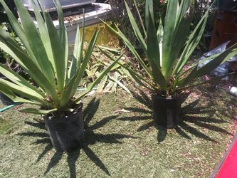 Agave