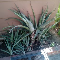 Agave Plants 