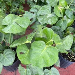 Monstera plants on sale now $15