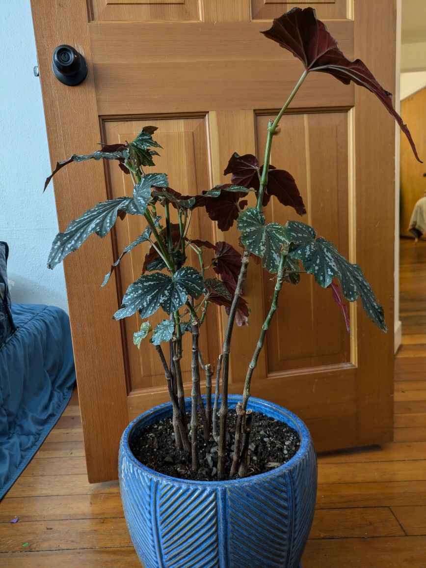 Plant