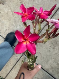 Cutting plumeria