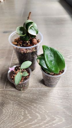 Hoya bundle