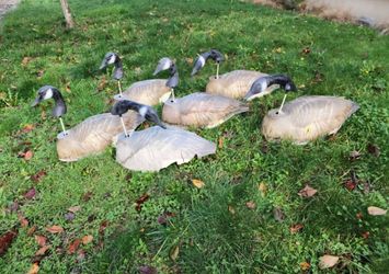 Vintage Herter's Canada Goose Shell Decoys with Detachable Heads Set of 6