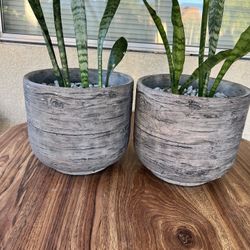 San Siberia, Snake Plant 