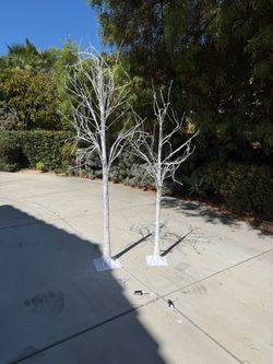 2 Christmas trees