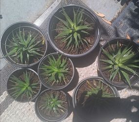 Succulents- Zebra Plants (Haworthia fasciata
