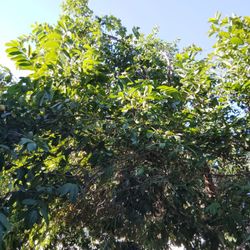 Guavas